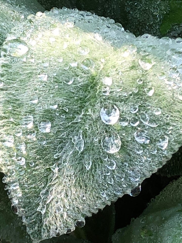 (L) morning dew on a leaf; (R) a well-camouflaged horny toad