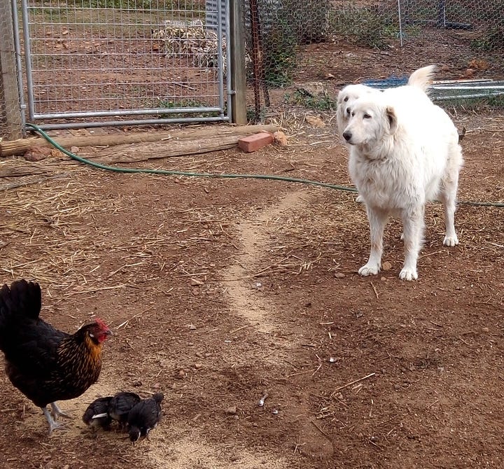 Two large white dogs in a yard with hens and chicks.