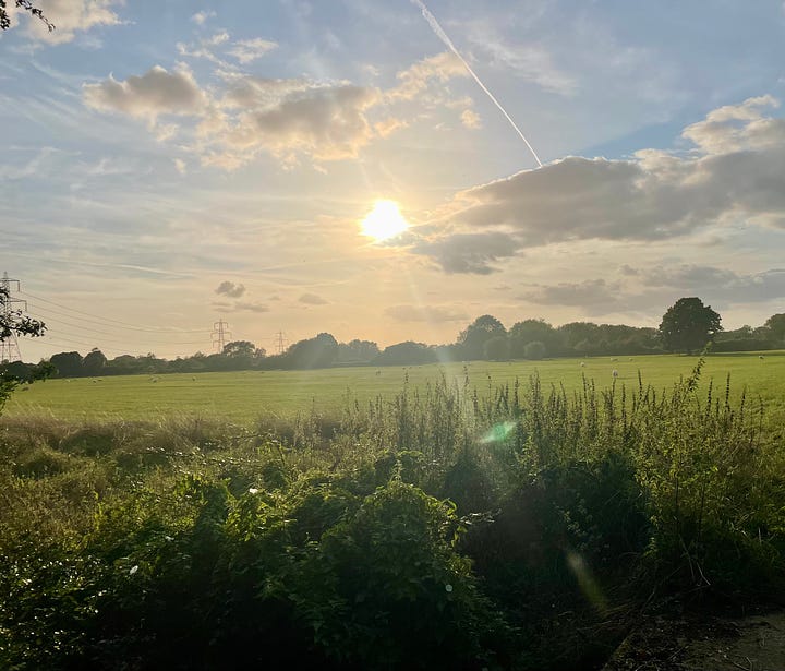 pigeons on a wire with incoming sparrow; a low sun over fields