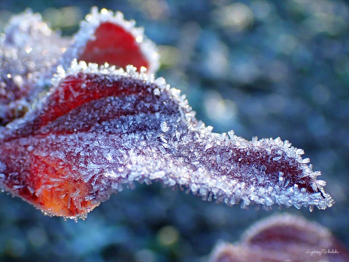 A pair of images of highbush blueberry leaves in autumn red with light frost.