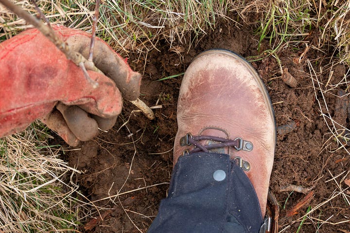 The planting scene with a bag of trees, a spade and two saplings planted with spiral guards; tramping the soil down around a tree I am planting © Felicity Martin
