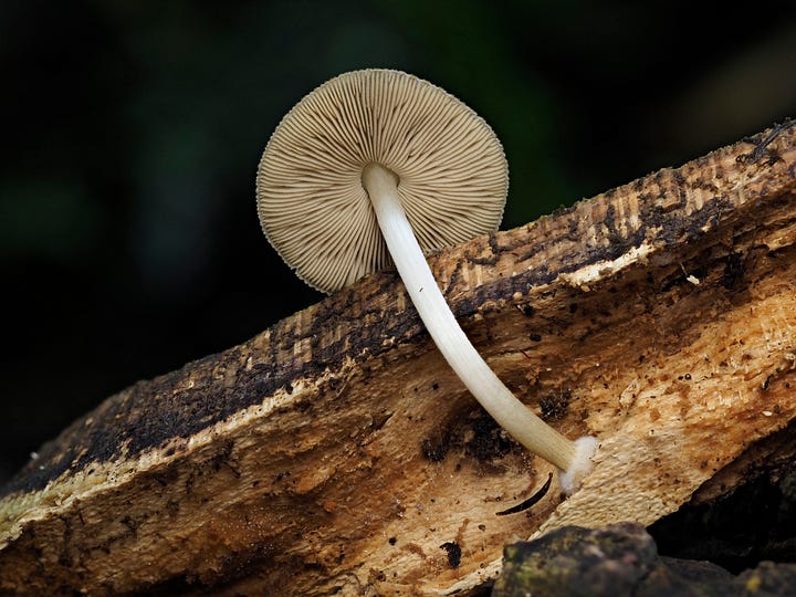 Pluteus readiarum