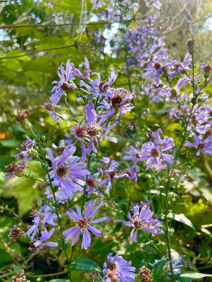 Aster 'Blue Bird' is a cultivar of the Smooth blue aster; Euphorbia 'Ascot Rainbow' is a favorite in every season; a seedling Anemone blooming long after the other pinks; and Geranium 'Rozanne' is one that keeps going til Thanksgiving.