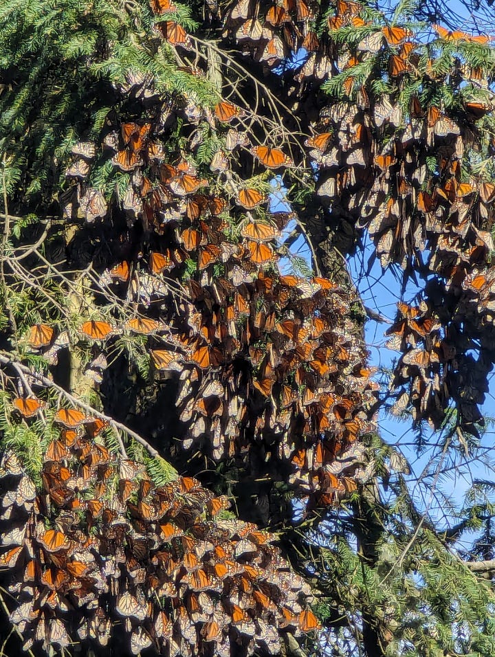 Monarch butterflies Mexico