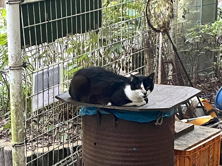 Pictures of two stray cats. One is a black and white bruiser, clearly been in a few fights, sitting on a wooden board on a rusty oil drum. The other is a smarter but warier-looking tabby.