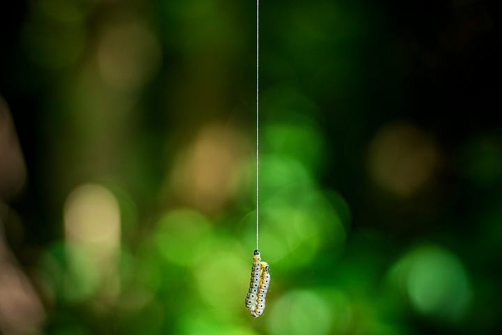 Top left: a dangling caterpillar, Top Right: a chipmunk on a rock, Bottom Left: a toad on a mossy rock, Bottom Right: a bird perched on a tree branch.