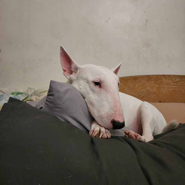 Photos of our Dakila, a Mini Bull Terrier