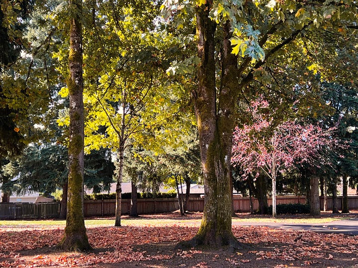 Fall scenes from the park near my house -- leafy trees, a daytime moon behind an oak tree, a dandelion puff surrounded by yellow flowers, and golden apples covering grassy ground