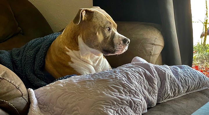 A brindle fawn colored female American Staffordshire Terrier in the left picture, a male black and white merle American Bulldog/Pitbull mix in the right picture.