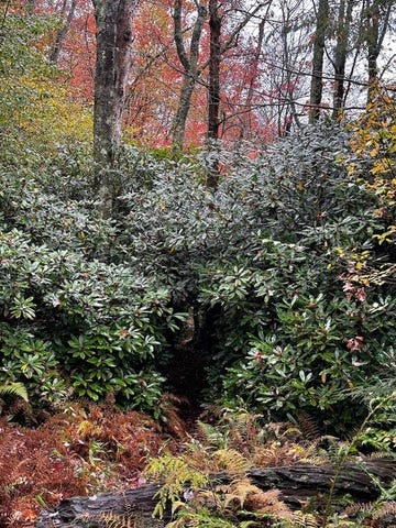 Hikes through Hickory Run State Park and Ricketts Glen State Park near the Poconos. Photos by Noah Meanix