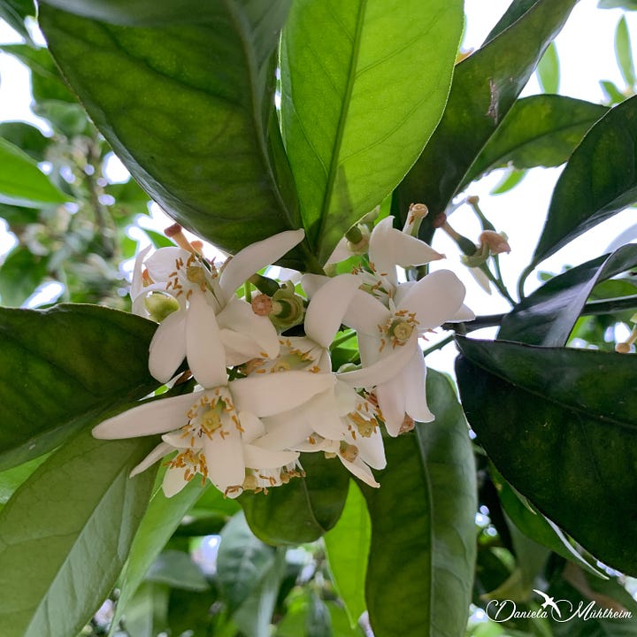 flowering citrus trees and a bee visiting