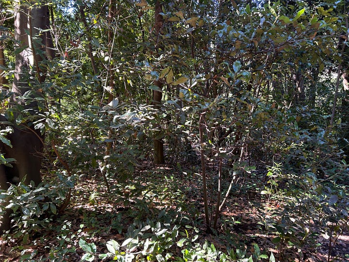 Berries of asparagus and undergrowth of laurel forest