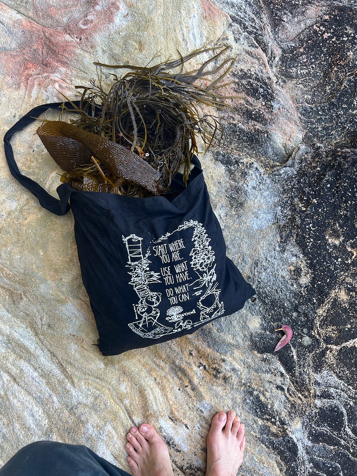 giant kelp cyanotypes
