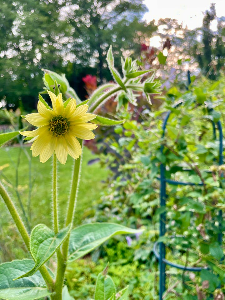 Four very tall plants in the Long Border: Mohr's Rosinweed (Silphium mohrii), teasel, Verbena hasta, and Giant Sunflower (Rudbeckia maxima). 