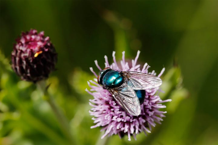 Scottish insects and wildflowers