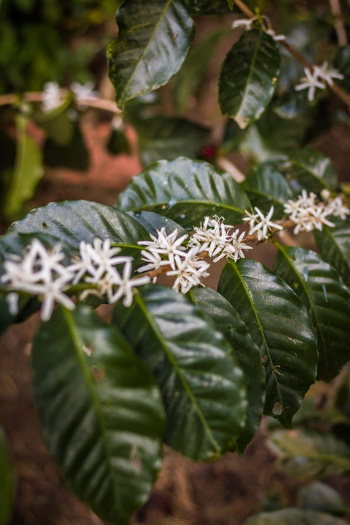 Después de las primeras lluvias, comienza el nuevo ciclo de producción del café. Es uno de los momentos más esperados del año, porque los cafetales se llenan de pétalos con olor a jazmín. 