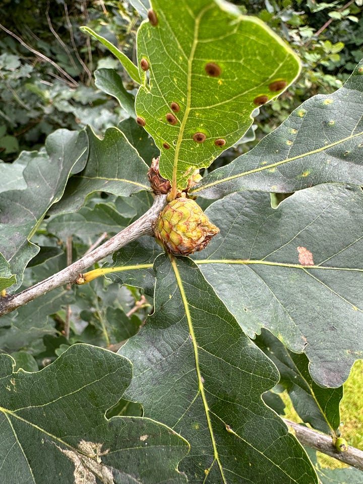 A selection of images showing various types of oak galls caused by wasps, the oak leaves and hands holding some perfectly formed acorns.