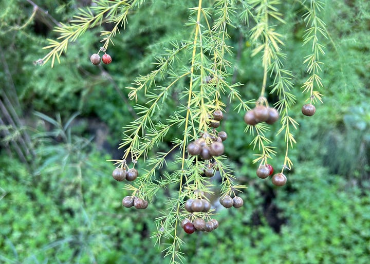 Berries of asparagus and undergrowth of laurel forest