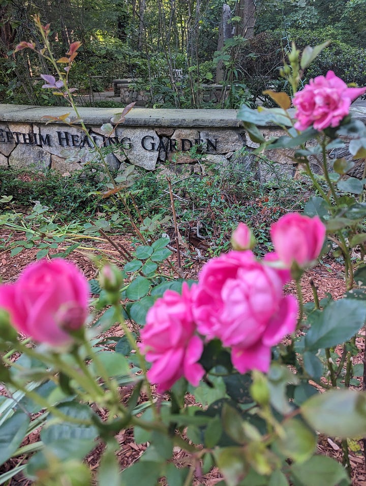 Two images of five pink roses in bloom with buds in front of a stone wall that reads "..healing garden". The first image the roses in the fore are in focus and the stone wall is blurred. In the second image the roses in the fore are blurred and the wall is in focus.