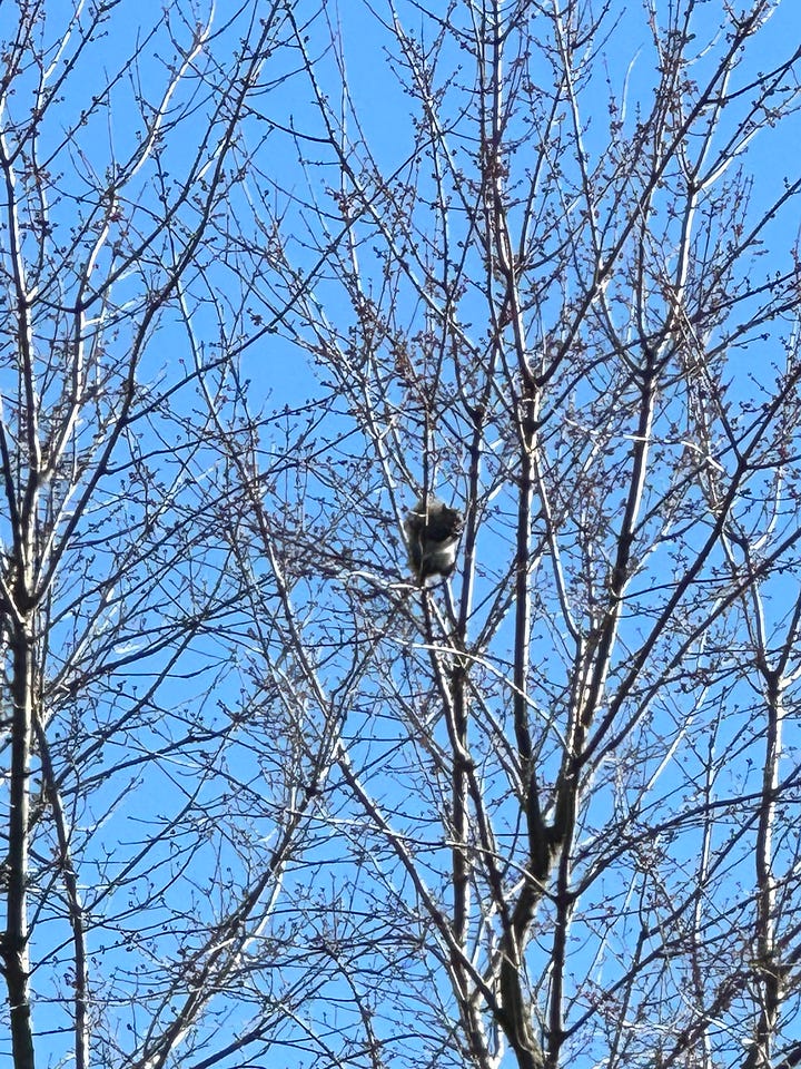 Four photos of a squirrel sitting in a high, leafless tree. Each successive photo is more zoomed in on the squirrel.