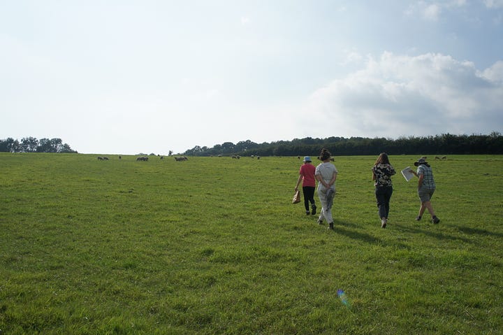 The Brickpits farm showing the hedges and grazing land.