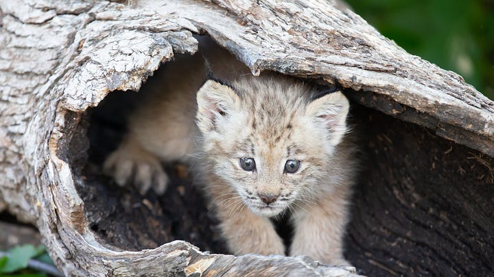 Various pictures of lynx, and a lynx kitten, in the snow.