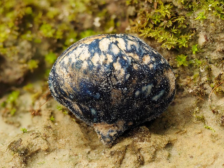sequestrate chamonixia false truffle mushrooms bruising blue