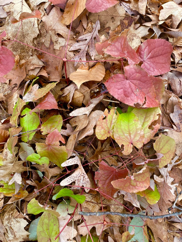 Epimediums need a cut back at Hellebores cut time to reduce the likelihood of damaging flower shoots.