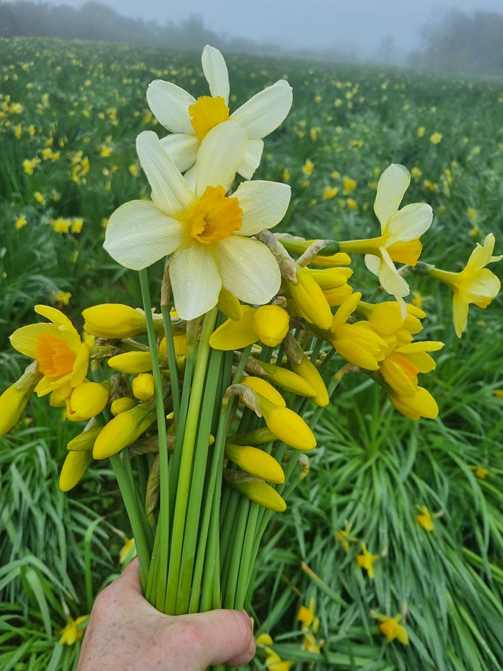 Cornish daffodils and forget-me-nots
