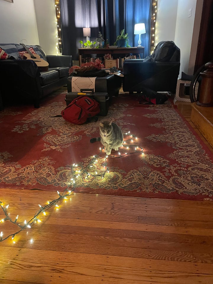 four photographs of a christmas tree, one close up, one with a young man placing the star on the top of the tree, and one of a grey cat playing with a string of lights