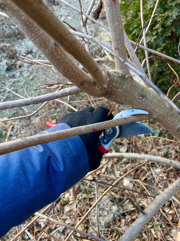 Cotinus ’Grace’ getting its late winter prune. It is cut back hard do that new branches and foliage will keep to border size. The long shoots I am removing grew just last year