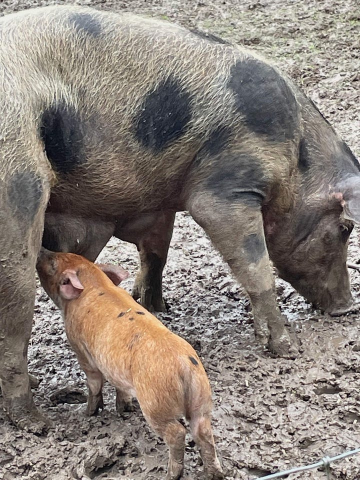 photo of piglets at Quarr Abbey by Sabrina Simpson