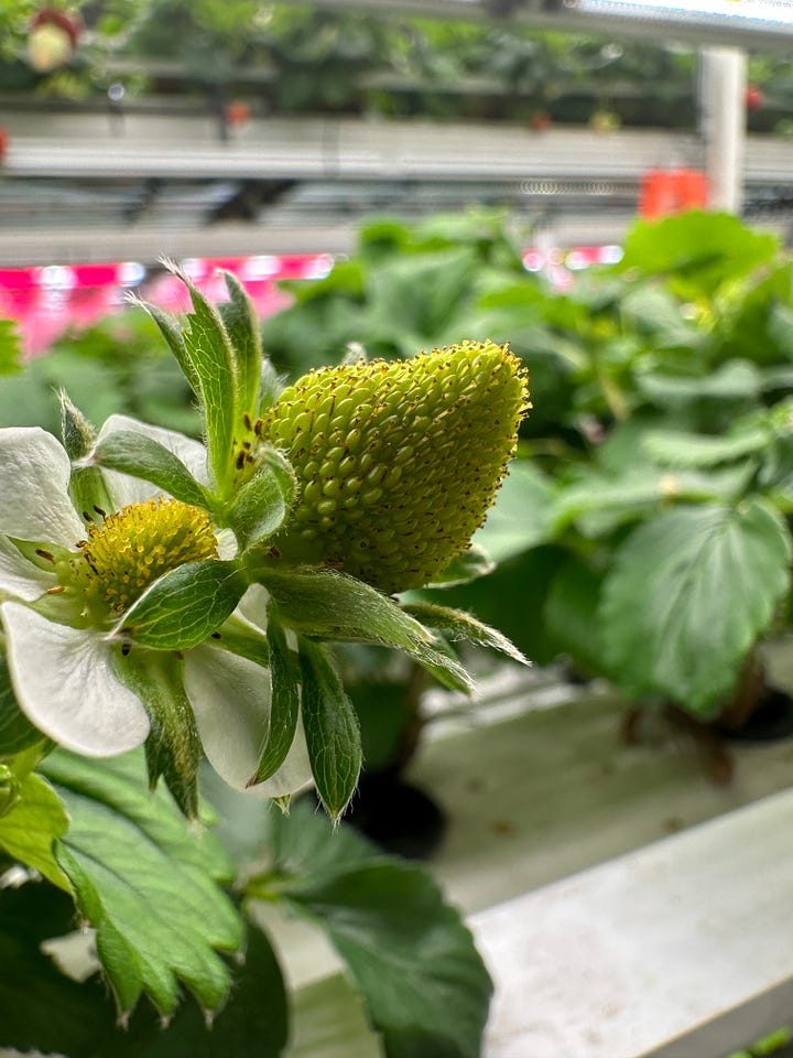 Strawberry Vertical Farming