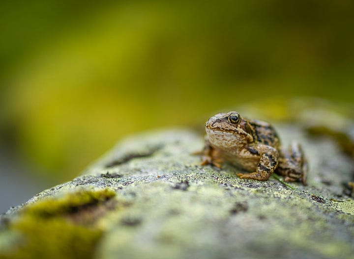 Top left: a dangling caterpillar, Top Right: a chipmunk on a rock, Bottom Left: a toad on a mossy rock, Bottom Right: a bird perched on a tree branch.