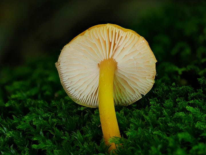 yellow mushroom on green moss