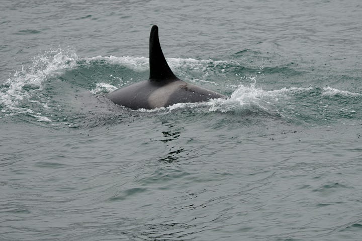 Whale dorsal fin rising out of water, and sea lions on rocky cliff shores.