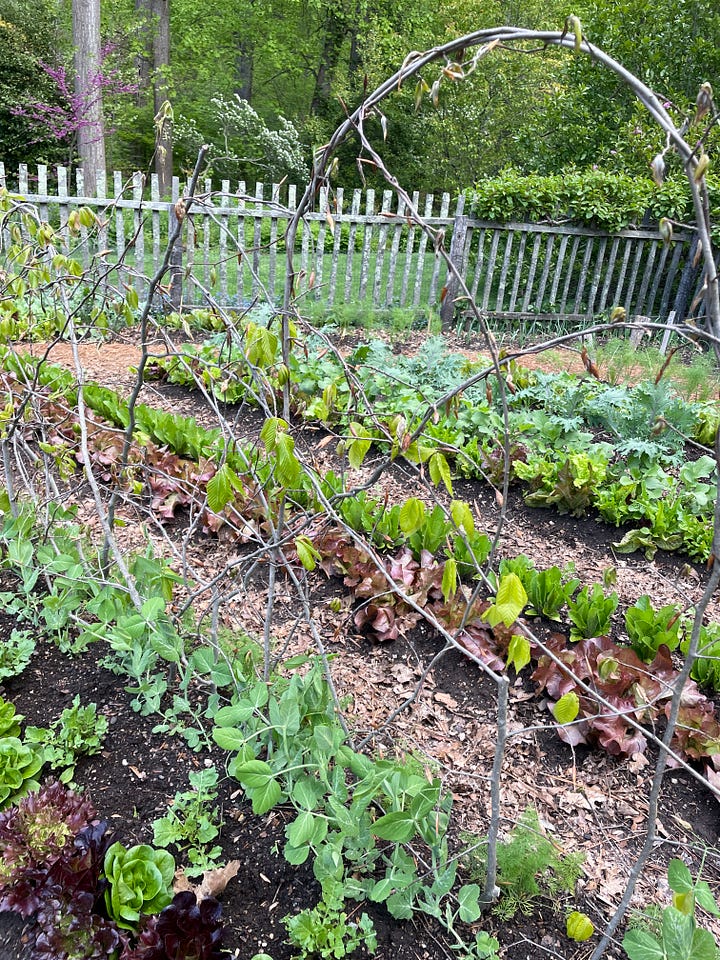 The Vegetable Garden at Chanticleer. Photos by Julie Witmer