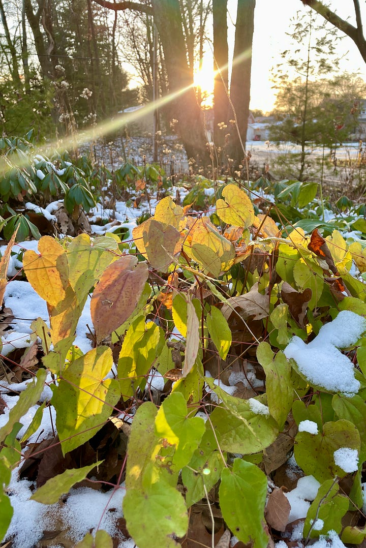 Evergreen Hedges & Perennials: Epimediums on Hellebore Hill; Arborvitaes by the drive; Hemlock framing the Daffodil Dell; and Autumn ferns in the snow.