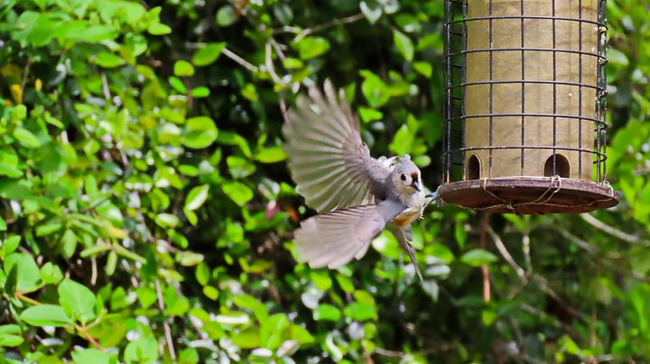 Small gray birds on a feeder