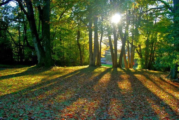 Before photos of the Woodland Garden at Havenwood: We had many lovely white oak and red oak trees, a beech, a hop hornbeam, a mountain laurel, and some bluets hiding in the moss and Trillium in the rocks. There was no hedging around the property, middle layer or understory, or ground layer.