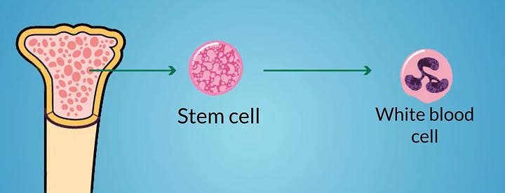 How does leukemia start?