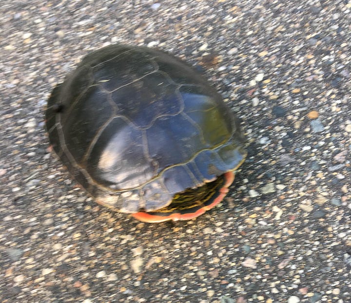 Turtle heading away from trail. Turtle with head and legs pulled into shell on paved trail.