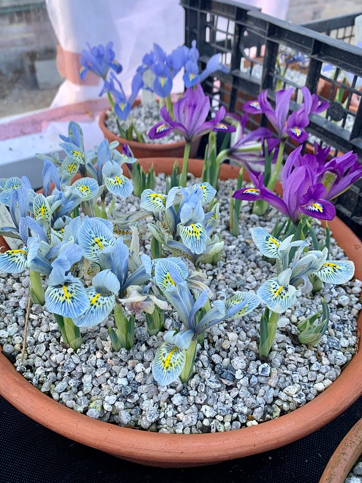 flower in pots in a greenhouse