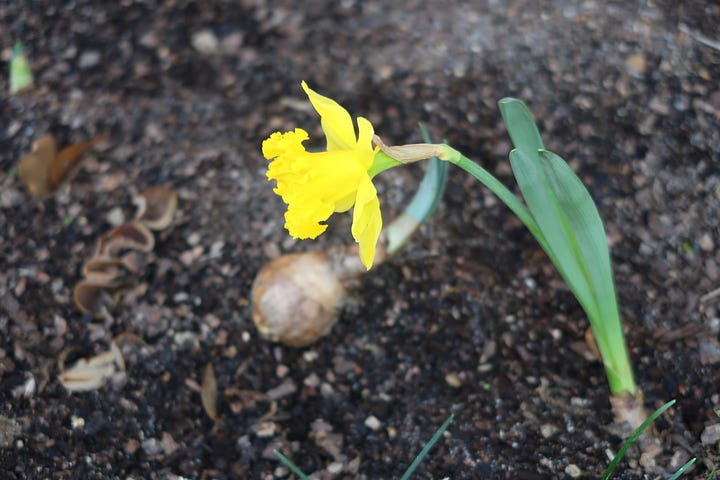 Tortellini dinner, blooming Irises, cloud cake, a visit from the black cats, the growing daffodil