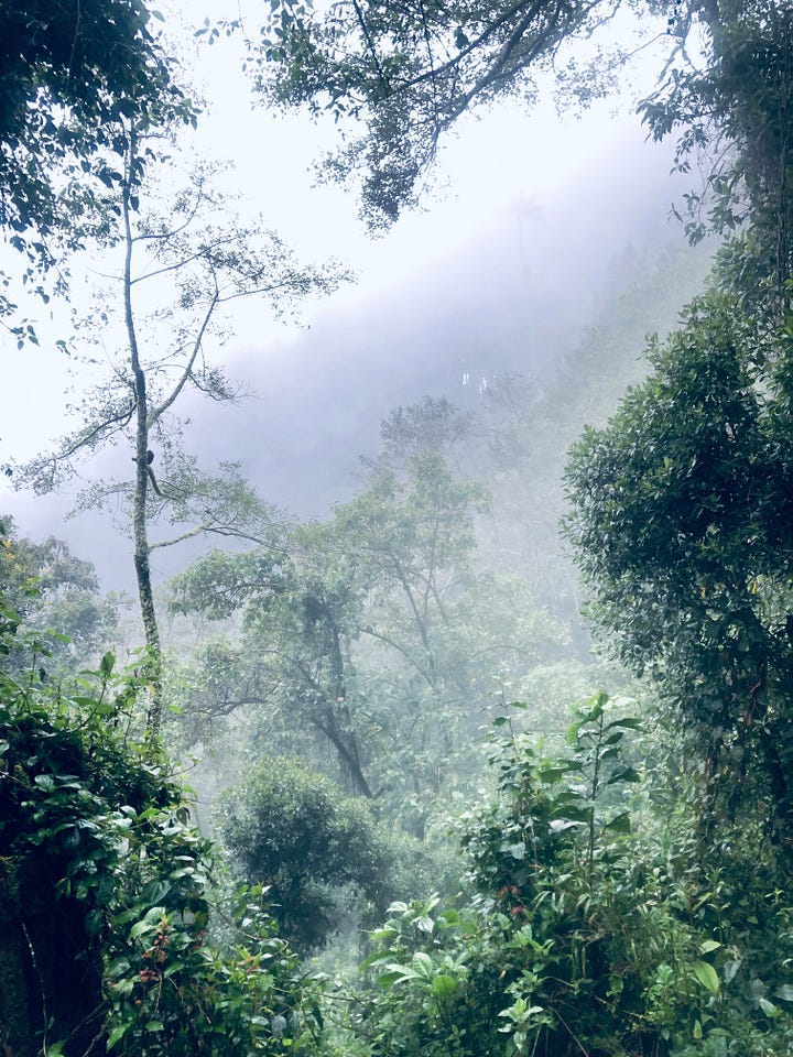 Cocora Valley and the cloud forest.
