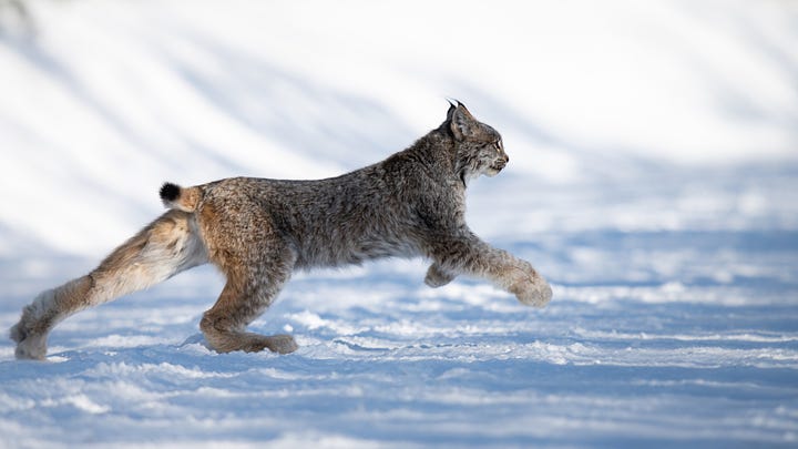 Various pictures of lynx, and a lynx kitten, in the snow.