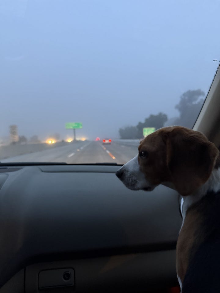 West coast road trip from San Diego to Canada with dog in car