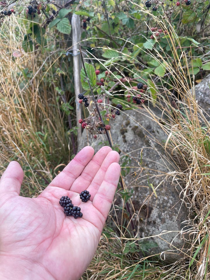 One picture is of a Lothian Bus. Another is of a tram. Another is a picture of my feet sat atop Arthur's Seat. And the final one is some blackberries.