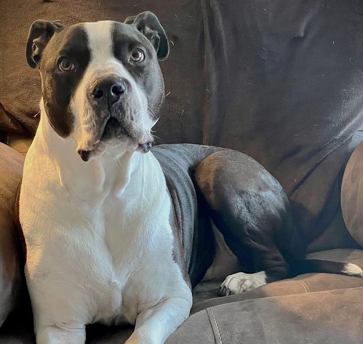 A brindle fawn colored female American Staffordshire Terrier in the left picture, a male black and white merle American Bulldog/Pitbull mix in the right picture.