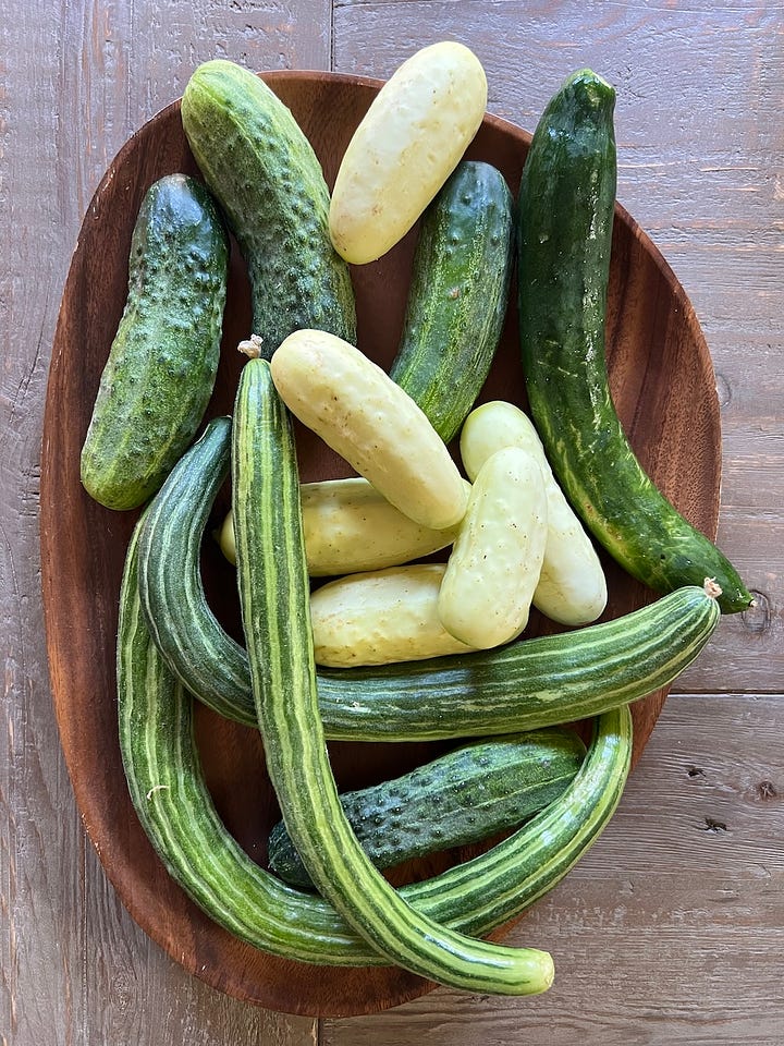 cucumbers 2024